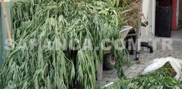 POLİS SAPANCA’DA 150 KÖK HİNT KENEVİRİ ELE GEÇİRDİ