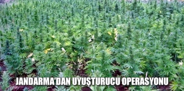 JANDARMA'DAN UYUŞTURUCU OPERASYONU