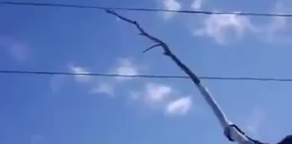 CEVİZ DOKURKEN ELEKTRİK AKIMINA KAPILDI