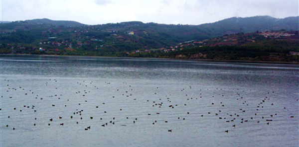 2 MİLYON KİŞİNİN İÇME SUYU KAYNAĞI OLAN SAPANCA GÖLÜ GÖÇMEN KUŞLARI AĞIRLIYOR