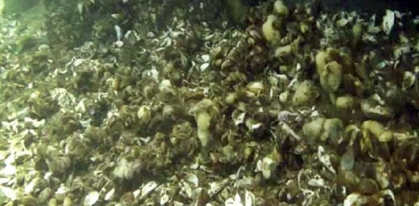 SAPANCA GÖLÜNÜN ZEMİNİ BATAKLIKTAN FARKSIZ OLDUĞU ORTAYA ÇIKTI