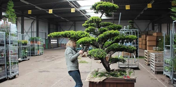 İLK FİDAN BORSASI SAPANCA'DA AÇILIYOR