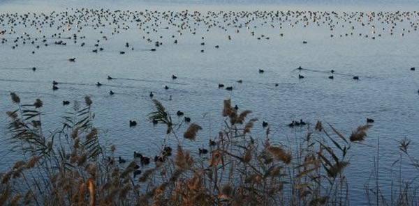 SAPANCA GÖLÜ KIŞ MİSAFİRLERİNİ AĞIRLIYOR