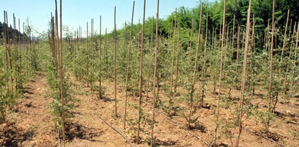 FİDAN ÜRETİMİNE STANDART GELİYOR