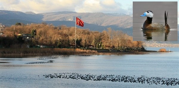 SAPANCA GÖLÜ'NÜ BU KUŞ KURTARACAK