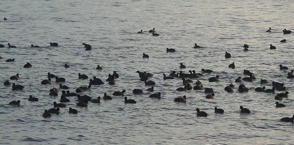 GÖÇMEN KUŞLAR SAPANCA'DA