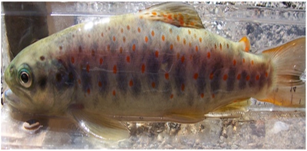 KIRMIZI BENEKLİ ALABALIK POPÜLASYONU ARTTIRILACAK