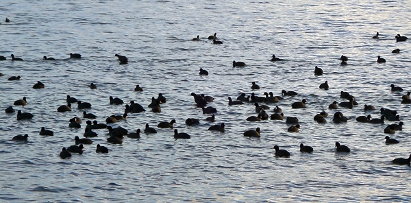 SAPANCA GÖLÜ VE ACARLAR LONGOZUNDA KIŞ ORTASI SU KUŞU SAYIMI YAPILDI