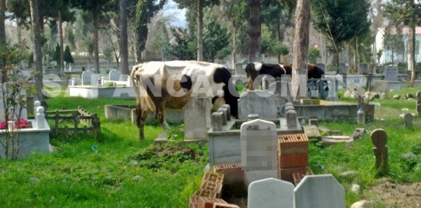 O İNEKLER BİR GÜN SİZİN ÜZERİNİZDE DE DOLAŞACAK
