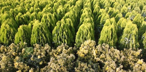 SÜS BİTKİCİLERİNE YÜZDE 50 İNDİRİMLİ KREDİ GELİYOR