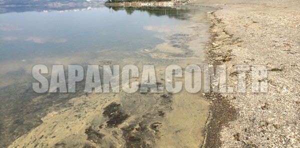 SAPANCA GÖLÜ KIYISINDA OLUŞAN SARI TABAKA KORKUTTU
