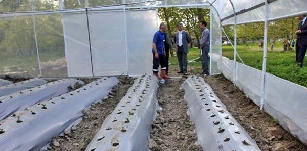 SAPANCA KAYMAKAMI GÖKHAN AZCAN ÇİLEK SERALARINDA İNCELEMELERDE BULUNDU