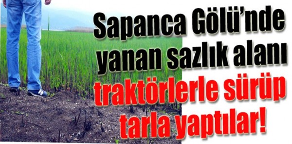 SAPANCA GÖLÜ KENARINDA YANAN SAZLIKLARI TARLA YAPIP SÜRDÜLER