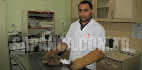 YARALI BAYKUŞ’A PLATİN TAKILDI