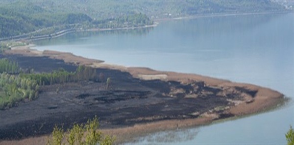 SAPANCA GÖLÜ KENARINDAKİ SAZLIKLAR YANGINDAN 40 GÜN SONRA YENİDEN YEŞİLLENDİ