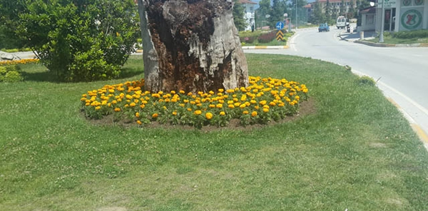 SAPANCA ÇİÇEK AÇIYOR