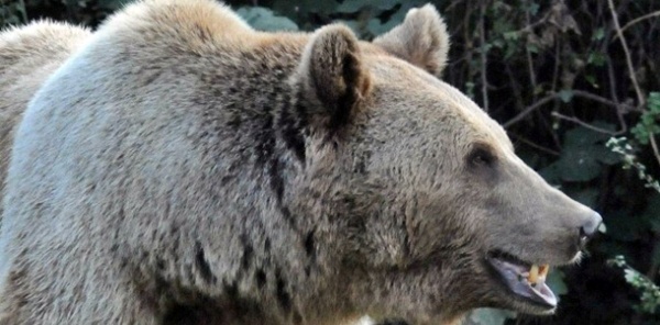 KIŞ UYKUSUNDAN UYANAN AYILAR İNSANLAR İÇİN TEHLİKE OLUŞTURUYOR