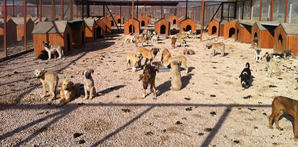 YILMAZER: 'EN KISA SÜREDE İLÇEMİZE BİR HAYVAN BARINAĞI KAZANDIRMIŞ OLACAĞIZ'