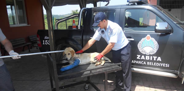 SAPANCA BELEDİYESİ ZABITA EKİPLERİ YARALI KÖPEĞE MÜDAHALE ETTİ
