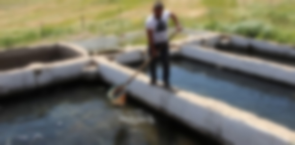 HAVUZDAN 600 ADET ALABALIK ÇALDILAR