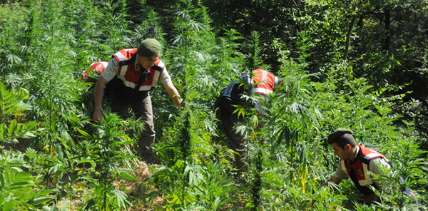 JANDARMA’DAN KENEVİR OPERASYONU