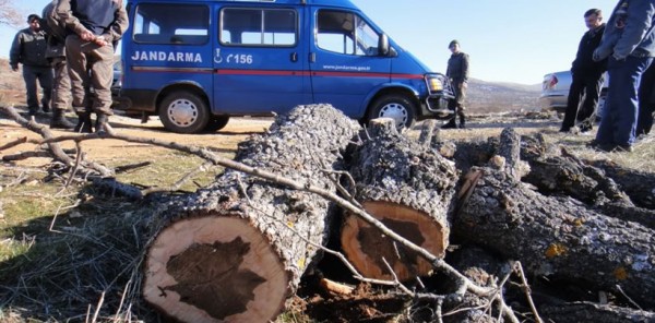 SAPANCA'DA ORMAN KAÇAKÇILIĞI