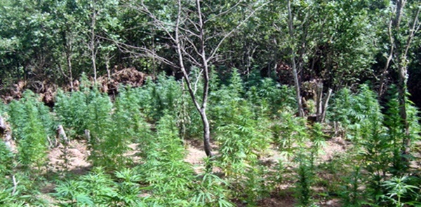 SAPANCA’DA 900 KÖK HİNT KENEVİRİ ELE GEÇİRİLDİ