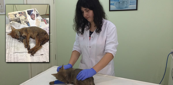 ÖLMEK ÜZERE OLAN TİLKİ YAVRUSU TEDAVİYE ALINDI