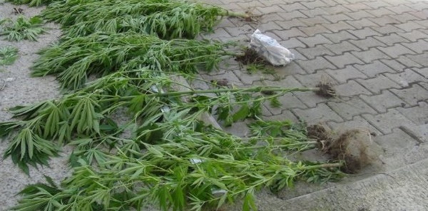 SAPANCA’DA UYUŞTURUCU OPERASYONU