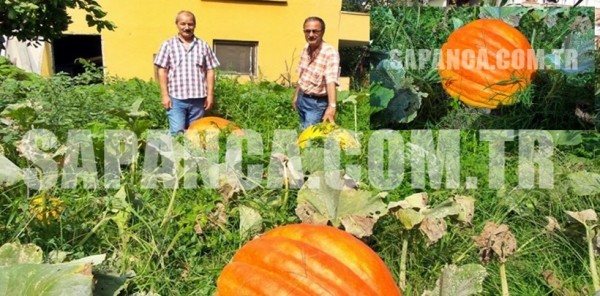 SAPANCA’DA ESNAF OLAN MUAMMER ŞENOĞLU DEV KABAKLAR YETİŞTİRDİ