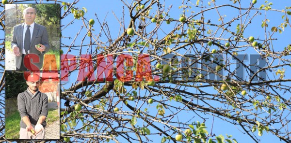 ERİK AĞACI SONBAHARDA MEYVE VERDİ