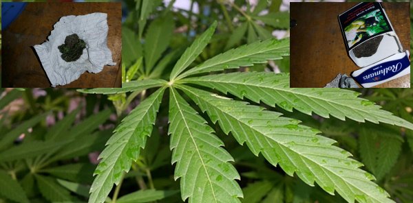 POLİS'TEN UYUŞTURUCU BASKINI