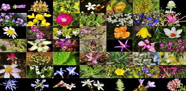 SAPANCA'DA 7 ENDEMİK BİTKİ TÜRÜNE RASTLANDI