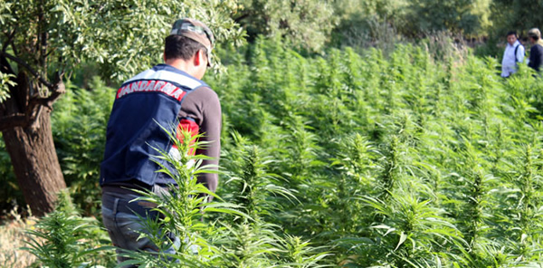 213 KÖK KENEVİR BİTKİSİ ELE GEÇİRİLDİ