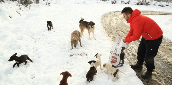 SAPANCA BELEDİYESİ SOKAK HAYVANLARINI UNUTMADI