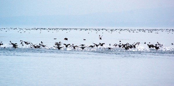 SAPANCA GÖLÜ'NDEKİ KUŞLAR TEHDİD ALTINDA