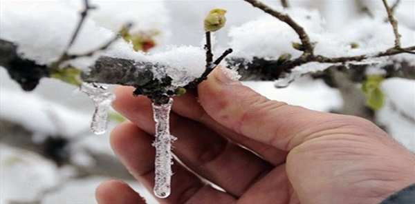 METEOROLOJİDEN ÇİFÇİLERE ZİRAİ DON UYARISI