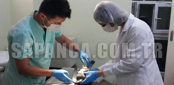 YARALI GÜVERCİNE OPERASYON