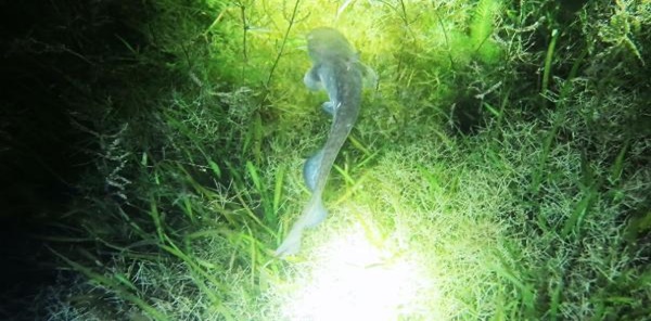 SAPANCA GÖLÜ'NDEKİ GECE YAŞANTISI