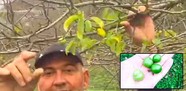 BUNLARDA KASIM ERİĞİ