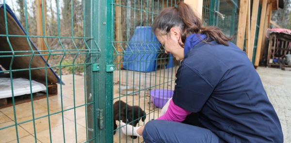 VETERİNER HEKİM İŞ BAŞINDA