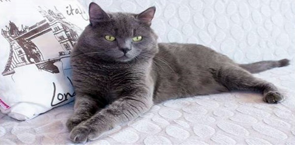 SAPANCA DÖNÜŞÜ FİRAR EDEN KEDİYİ BULANA ÖDÜL VAR