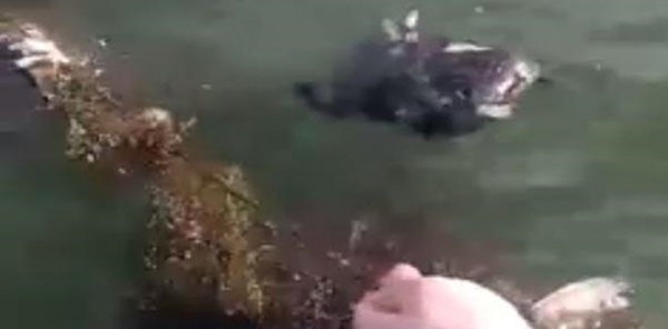 SAPANCA GÖLÜ'NE AĞ ATILMASINA TEPKİ