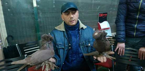 GÜVERCİN FESTİVALİNE HAZIRLANIYORLAR