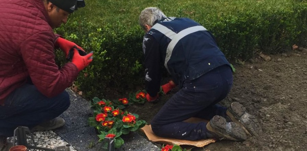 SAPANCA MEVSİMLİK ÇİÇEKLERLE RENKLENİYOR