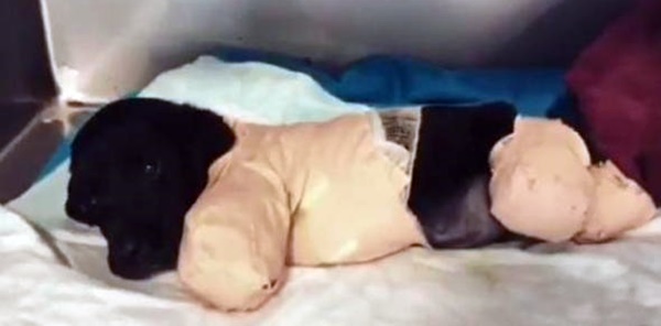 YAVRU KÖPEĞİN ÜZERİNDEN İŞ MAKİNESİ GEÇTİĞİ ŞÜPHESİ