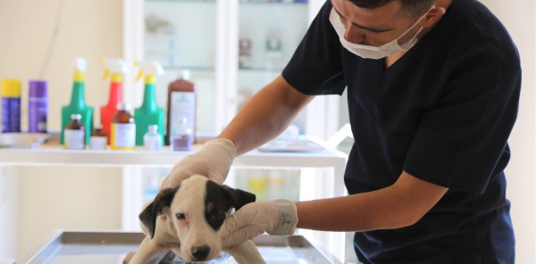 SOKAK HAYVANLARI EMİN ELLERDE