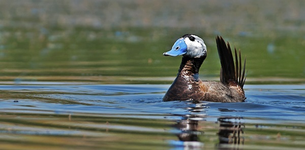 NESLİ TEHLİKE ALTINDAKİ KUŞLARIN UĞRAK MEKANI: SAPANCA GÖLÜ