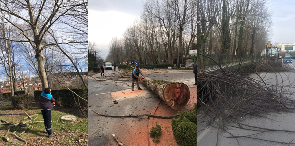 KURUYAN VE TEHLİKE ARZ EDEN AĞAÇLARA BUDAMA