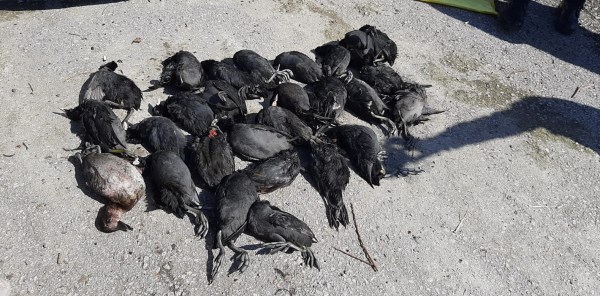 KAÇAK AVCILAR SUÇÜSTÜ YAKALANDI